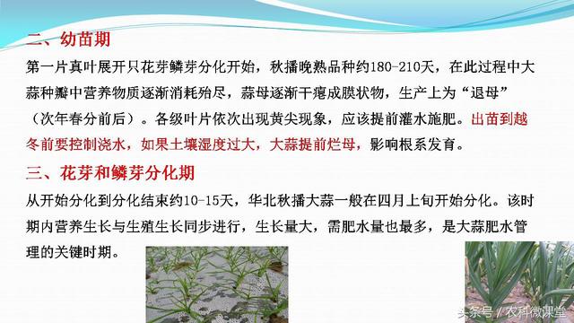 大蒜种植管理技术——专题讲座