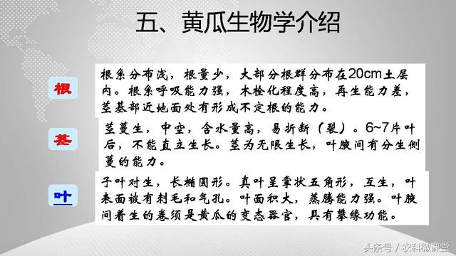 黄瓜栽培管理技术——专题讲座