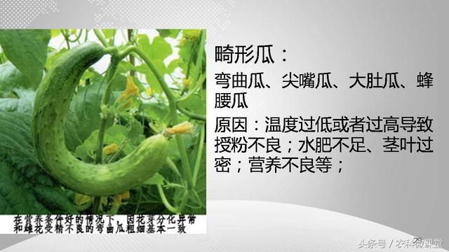 黄瓜栽培管理技术——专题讲座