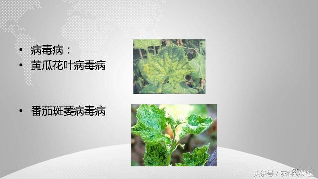 黄瓜栽培管理技术——专题讲座