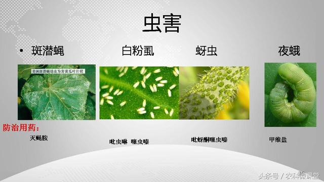 黄瓜栽培管理技术——专题讲座