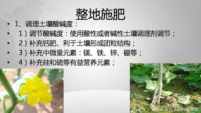 黄瓜栽培管理技术——专题讲座