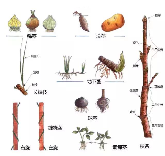 茎与根↓根↓单双子植物不同之处