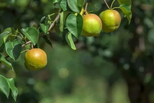 玉露香梨