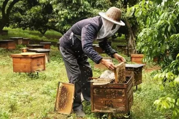 蜂农24节气养蜂经验