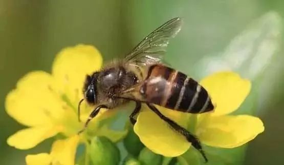 蜂农24节气养蜂经验