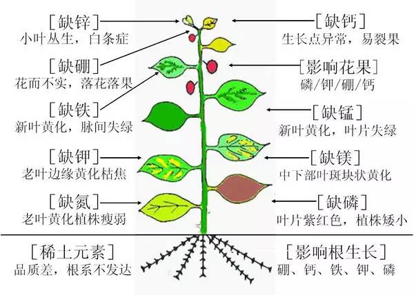 作物缺素典型症状图