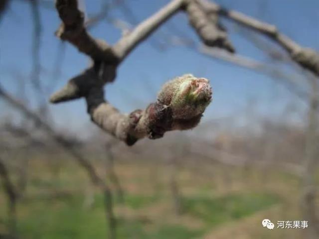 苹果花芽分化的过程和条件