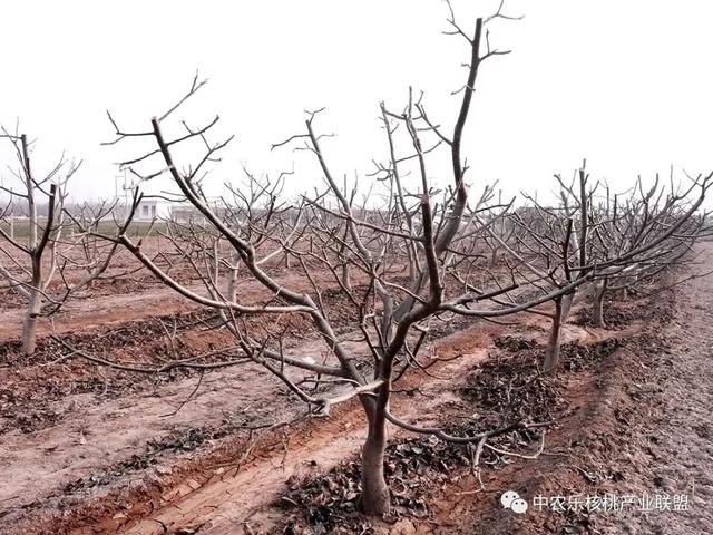 核桃需水的灌与排