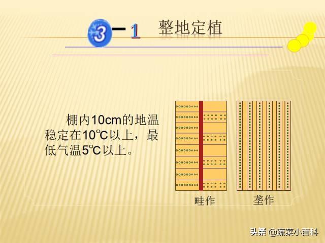 日光温室冬春茬黄瓜栽培技术