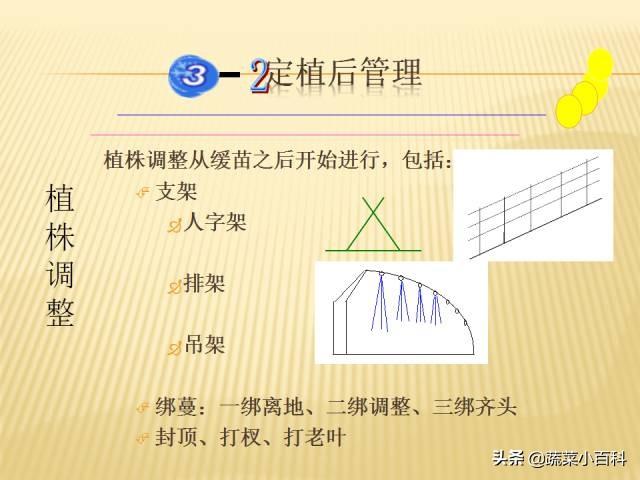 日光温室冬春茬黄瓜栽培技术