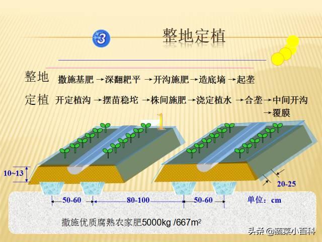 日光温室冬春茬黄瓜栽培技术