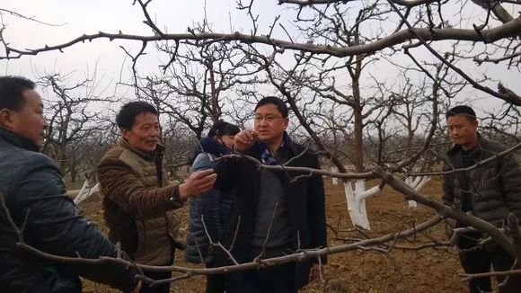 酥梨全年管理用药推荐！