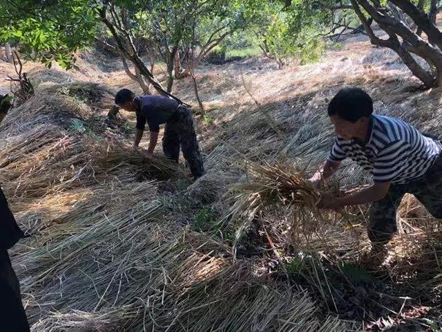 果园土壤肥力如何提高？