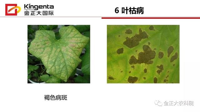 甜瓜植保简介