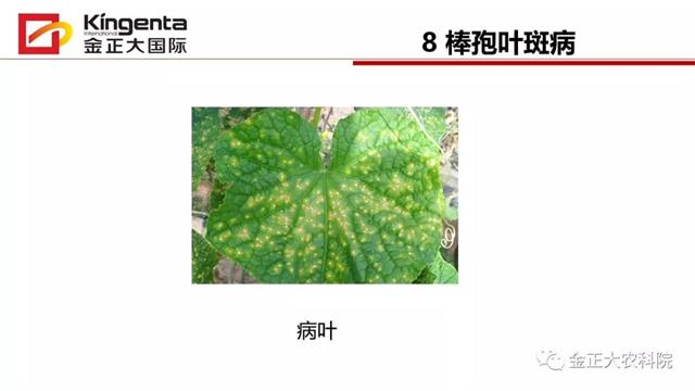 甜瓜植保简介