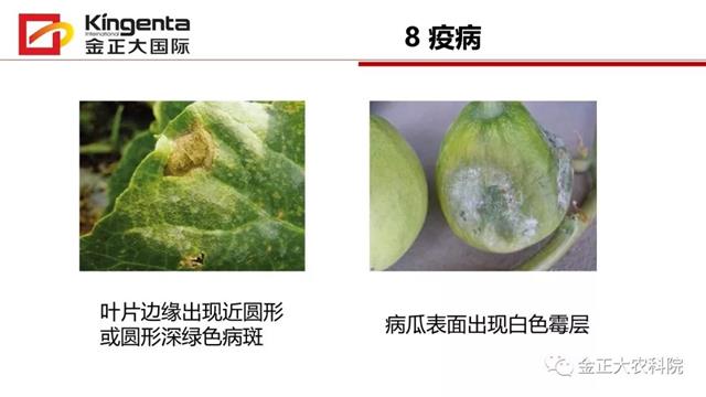 甜瓜植保简介