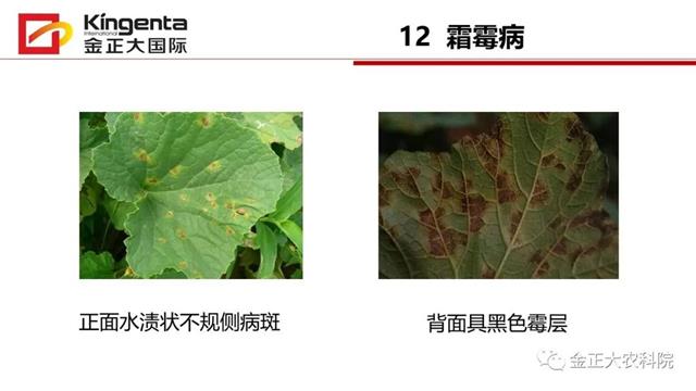 甜瓜植保简介