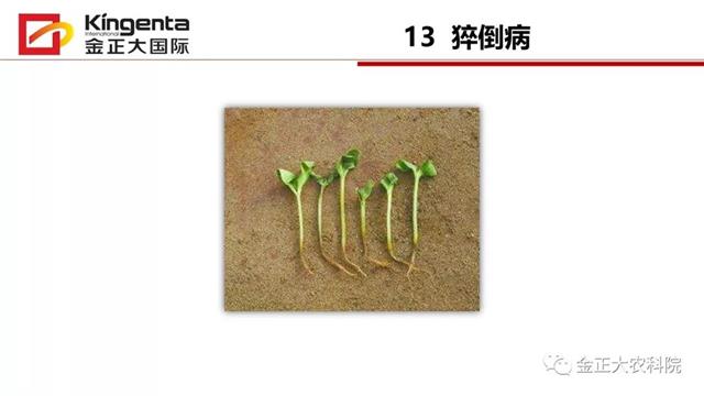 甜瓜植保简介