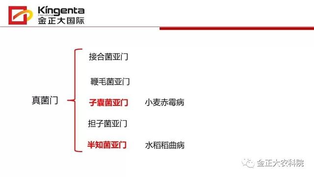 作物病虫害诊断及农药应用基础（下）