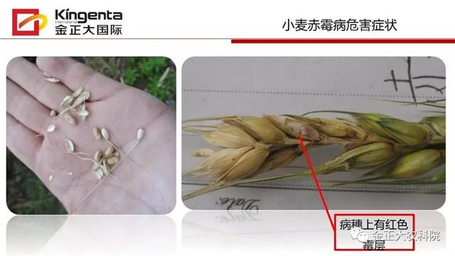 作物病虫害诊断及农药应用基础（下）