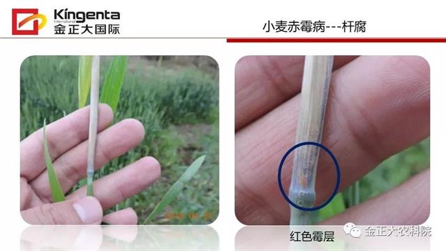 作物病虫害诊断及农药应用基础（下）