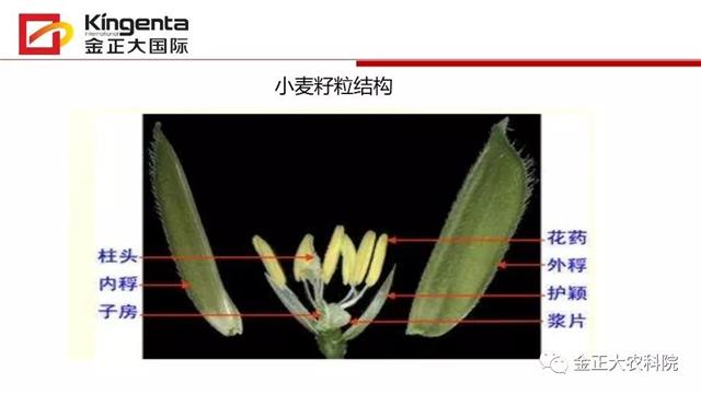 作物病虫害诊断及农药应用基础（下）