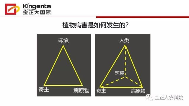 作物病虫害诊断及农药应用基础（上）