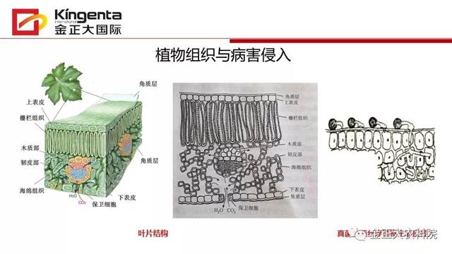 作物病虫害诊断及农药应用基础（上）