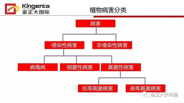 作物病虫害诊断及农药应用基础（上）