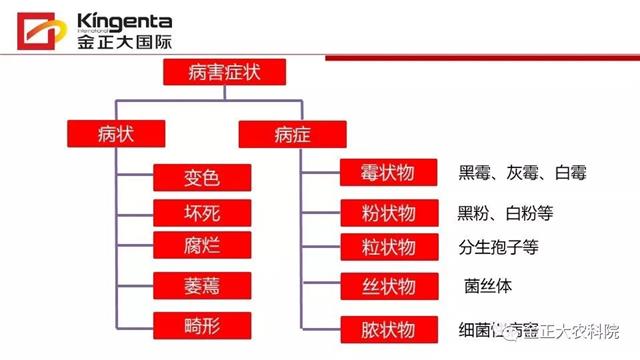 作物病虫害诊断及农药应用基础（上）