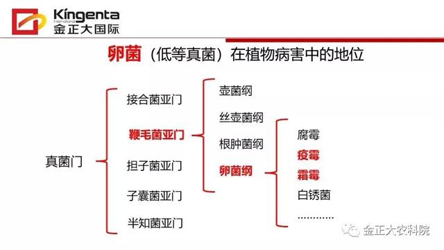 作物病虫害诊断及农药应用基础（上）