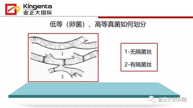 作物病虫害诊断及农药应用基础（上）