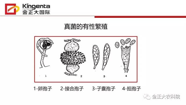 作物病虫害诊断及农药应用基础（上）