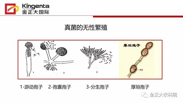 作物病虫害诊断及农药应用基础（上）