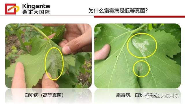 作物病虫害诊断及农药应用基础（上）