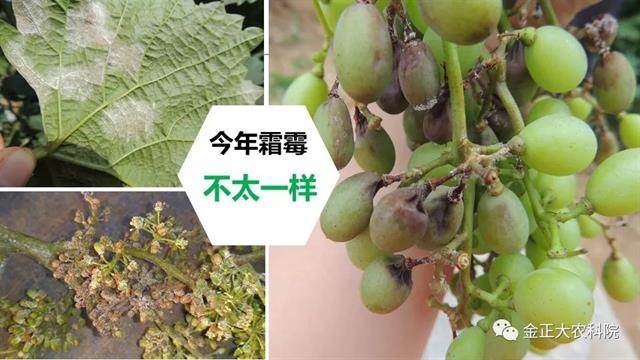 作物病虫害诊断及农药应用基础（上）