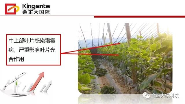 作物病虫害诊断及农药应用基础（上）