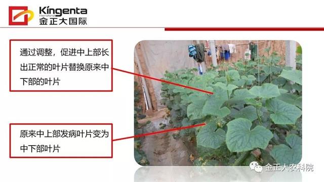 作物病虫害诊断及农药应用基础（上）