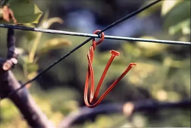 解读果树绿色防控技术，生态防控 物理防治 生物防治！