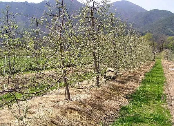 解读果树绿色防控技术，生态防控 物理防治 生物防治！