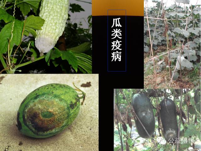 大棚蔬菜病害鉴定图册