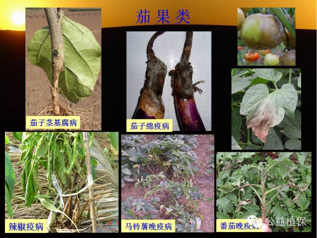 大棚蔬菜病害鉴定图册