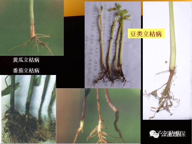 大棚蔬菜病害鉴定图册