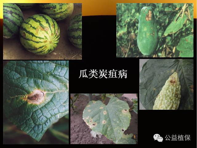 大棚蔬菜病害鉴定图册