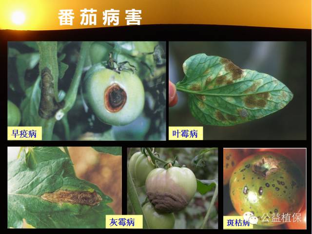 大棚蔬菜病害鉴定图册