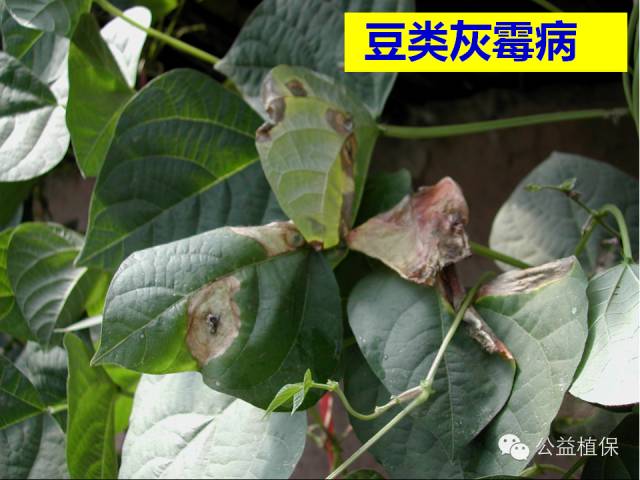 大棚蔬菜病害鉴定图册