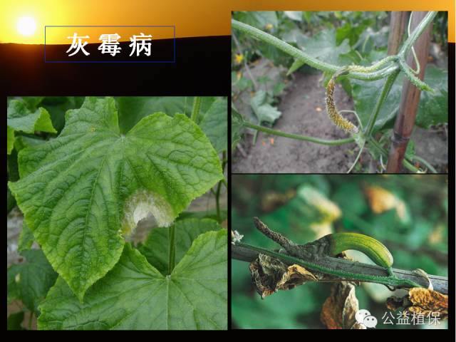 大棚蔬菜病害鉴定图册