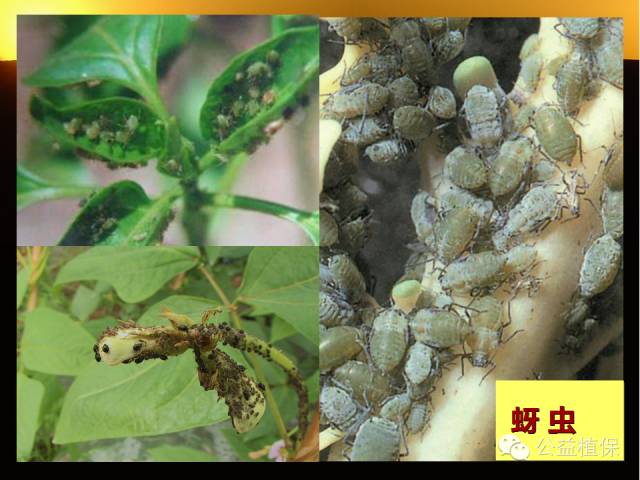 大棚蔬菜病害鉴定图册