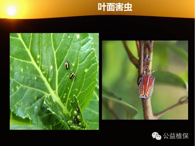 大棚蔬菜病害鉴定图册